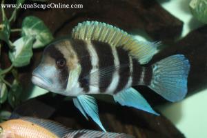 Frontosa Cichlid 5"-6" (Cyphotilapia Frontosa)