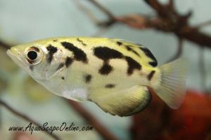 Clouded Archer 1.5" (Toxotes blythii)