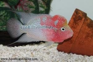 Humphead Flowerhorn 6"-7"