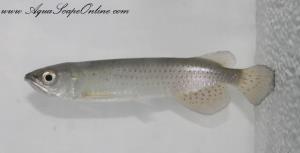 Spotted Arowana 2.5"-3" (Scleropages leichardti)