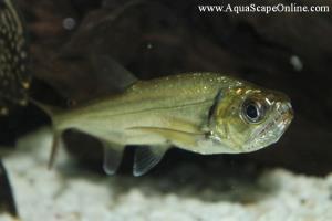 Hydrolycus Armatus 6"