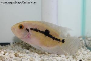 Chocolate Cichlid 2" ( Hypselecara Temporalis)
