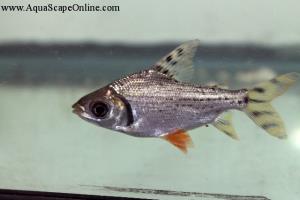 Flagtail Prochilodus 4"-5"