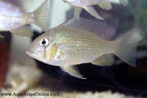 Thread Fin Geophagus 4" (Acarichthys Heckelii)