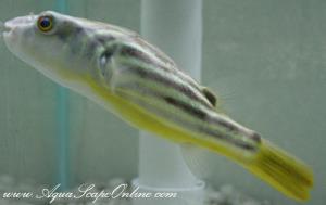 Fahaka Puffer 1"-1.5" (Tetraodon Lineatus)