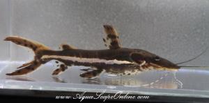 Tiger Shovelnose Catfish 2.5"-3" (Pseudoplatystoma Fasciatum)