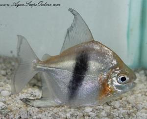 Wide Bar/ Blue Hooks 4" (Myleus Schomburgki)