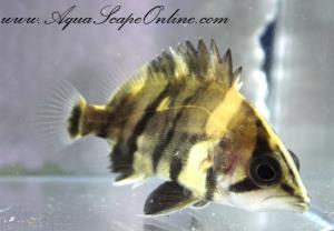 Indo Datnoid 2"-2.5" (Datnioides microlepis)