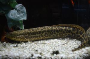 Marbled African Lung Fish 10'' (Protopterus aethiopicus)