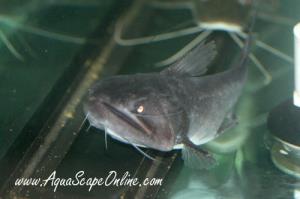 Gulper Cat 6" (Asterophysus batrachus)