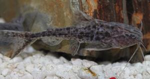 Granulated Catfish (Pterodoras Granulosus) 3.5"-4"