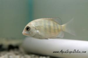 Pinstripe Damba 5" (Paretroplus menarambo)