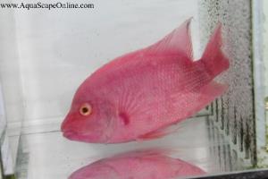 Purple Rose Queen Cichlid 5"