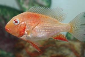 Geophagus Albino Heckelii 4" (Acarichthys Heckelii sp.)