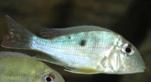 Geophagus Surinamensis 4"