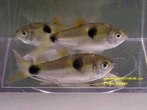 Exodons 2"-3" (Exodon paradoxus)