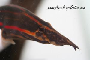 Fire Eel 15"-18" (Mastacembelus erythrotaenia)