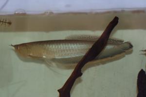 Blue Arowana 5"-6" (OSTEOGLOSSUM FERREIRAI)
