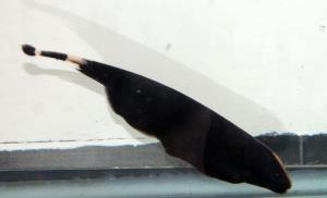 Black Ghost Knife 3" (Apteronotus albifrons)