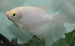 Giant Gourami (Osphronemus goramy) 3"