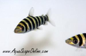 Banded Leporinus 2"-3"