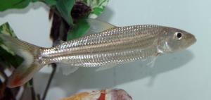 Tanzaniae African Tigerfish 3"-5" (Hydrocynus tanzaniae)