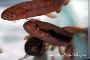 Red High fin Wolf Fish 2"-3"