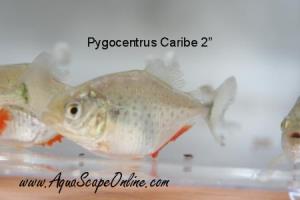 Caribe Piranha 3.5"-4" (pygocentrus notatus)