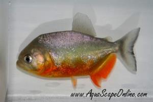 Piraya Piranha 5"-6" (Pygocentrus Piraya)