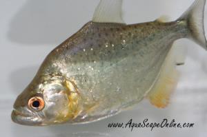 Gold Diamond Piranha 4"-5"  (Serrasalmus Rhombeus)