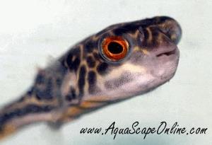 Mbu Puffer 4"-6" (Tetraodon mbu)