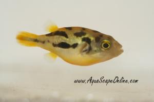 Dwarf Pea Puffer .5" (Carinotetraodon travancoricus)